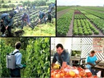 Finca exportadora